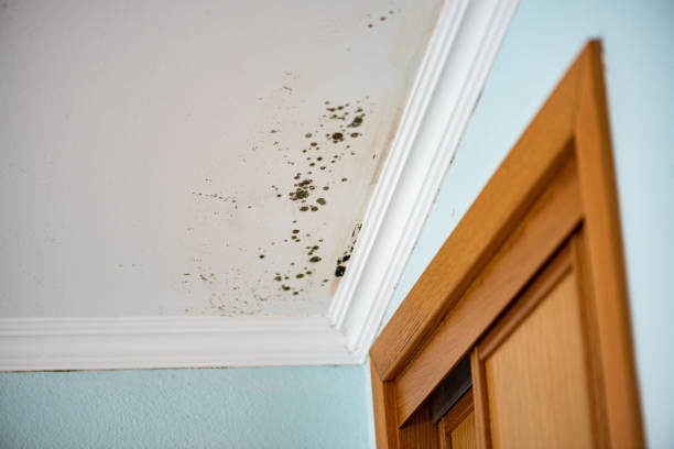Best Attic Mold Remediation in Skokie, IL
